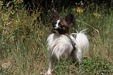 EPAGNEUL PAPILLON 150